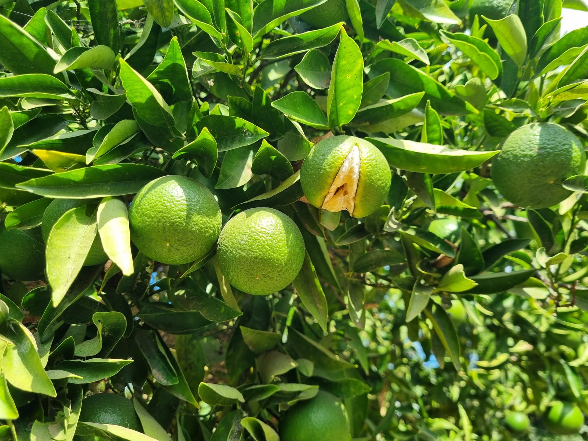 Nova mandarin fruit splitting