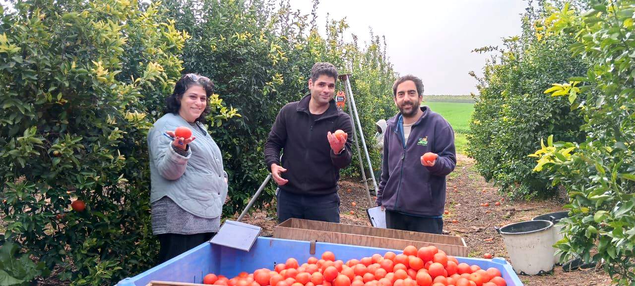 Odem mandarin Harvest