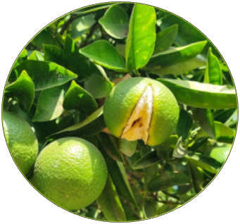 Molecular Characterization of Preharvest Fruit Splitting in Citrus