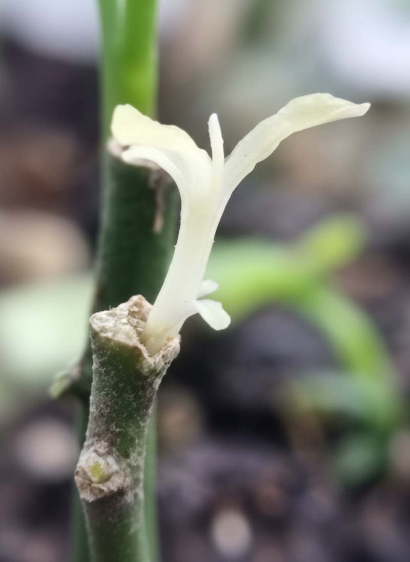 Genome Editing and Citrus Improvements