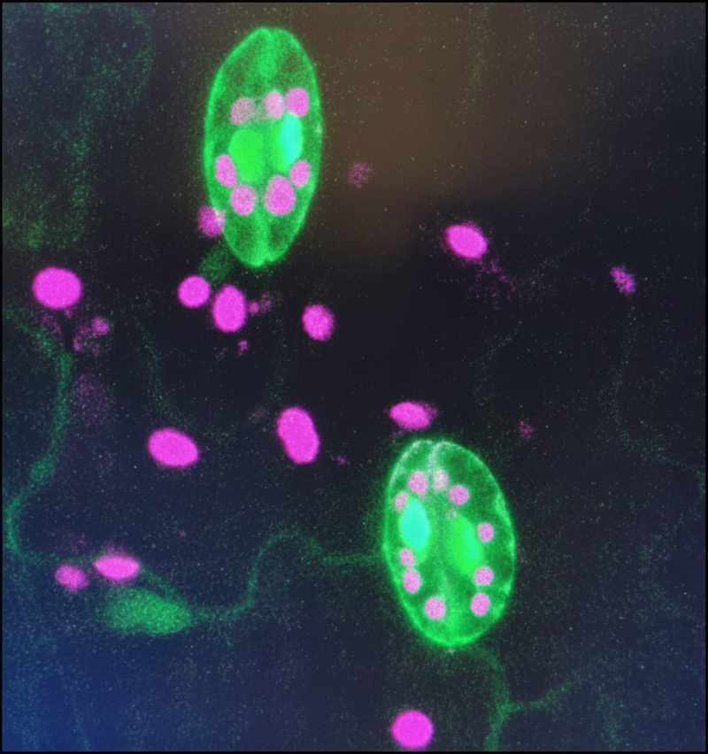 Decoding Guard cells Signaling Networks