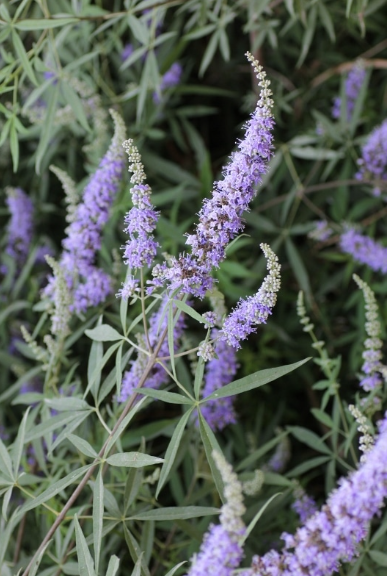 הצמח שכל אישה צריכה להכיר