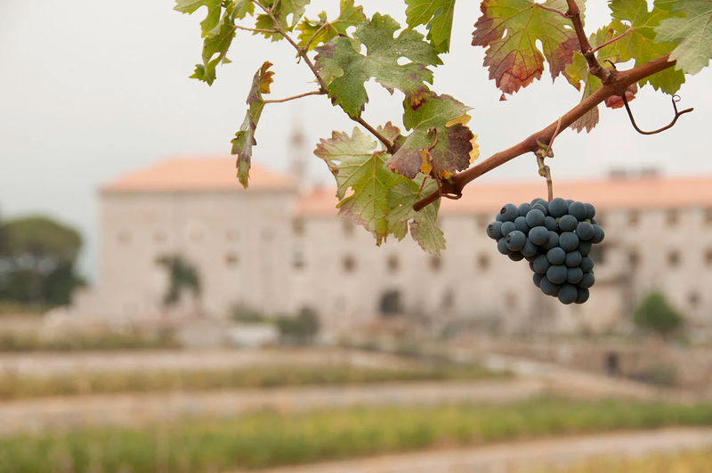 Vignoble et Cave des fondateurs