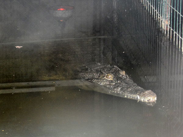 ANATOMÍA DE UN MITO URBANO