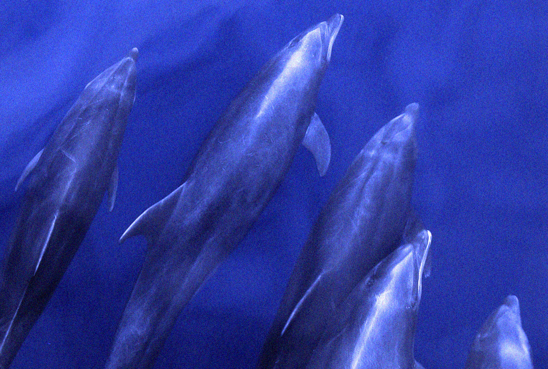 ¿QUÉ DICEN LOS DELFINES? LENGUAJE DELFÍN, UNA IA PARA TRADUCIRLOS Y DUDAS SOBRE SI QUEREMOS ESCUCHARLOS