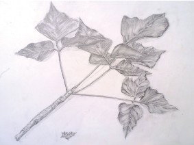 Dessin aux crayons à papier de type H, B et HB, sur format "raisin"