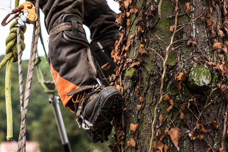 Building Wildfire-Resilient Landscapes: Modern Tree Care and Vegetation Management