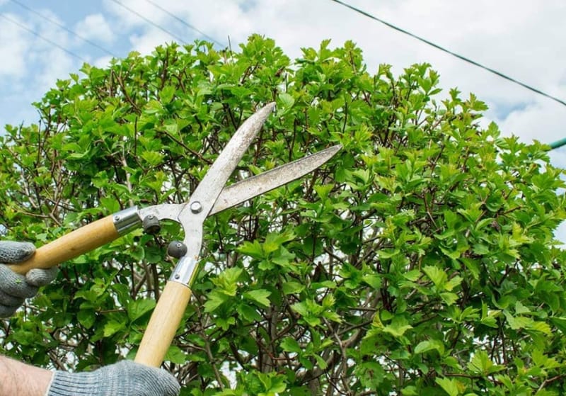 Vegetation Management Insights for Mountain Communities: Safer Trees, Healthier Forest Edges, and Resilient Landscapes