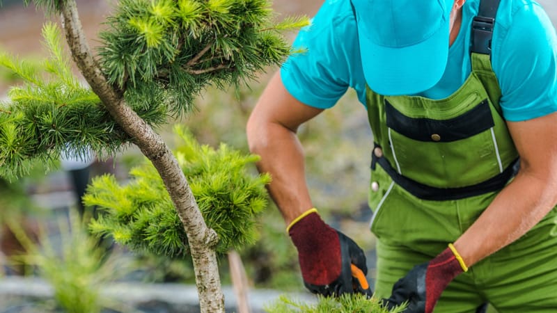 Proactive Tree Care and Fire-Ready Landscapes in South Lake Tahoe