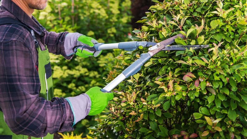 Building Safer, Healthier Properties With Thoughtful Tree Work