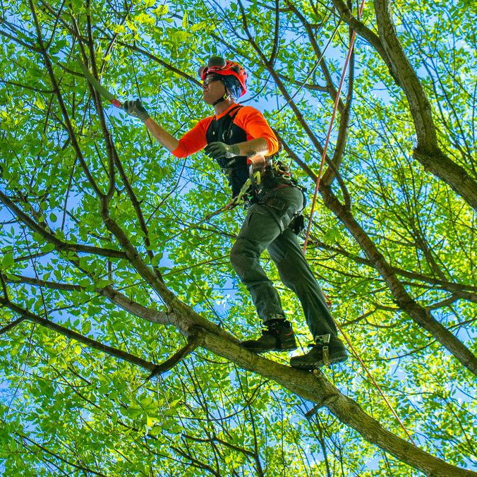 Healthy Forests, Safer Homes: Best Practices for Tree Care in the Tahoe Basin
