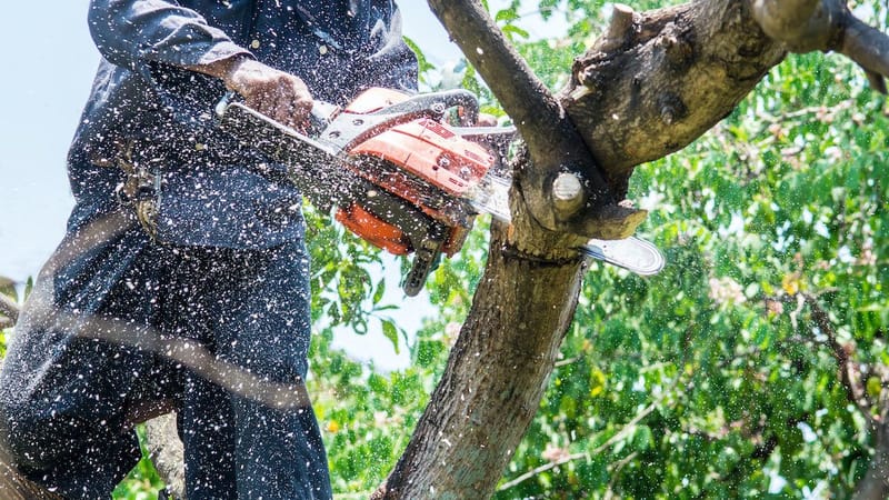 Fire-Ready Forests and Safer Homes: Professional Tree Care and Land Management in South Lake Tahoe