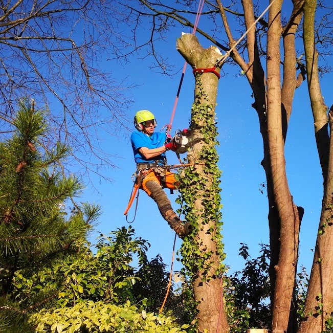 Safeguarding Forested Homes: Practical Tree Care and Land Stewardship in South Lake Tahoe