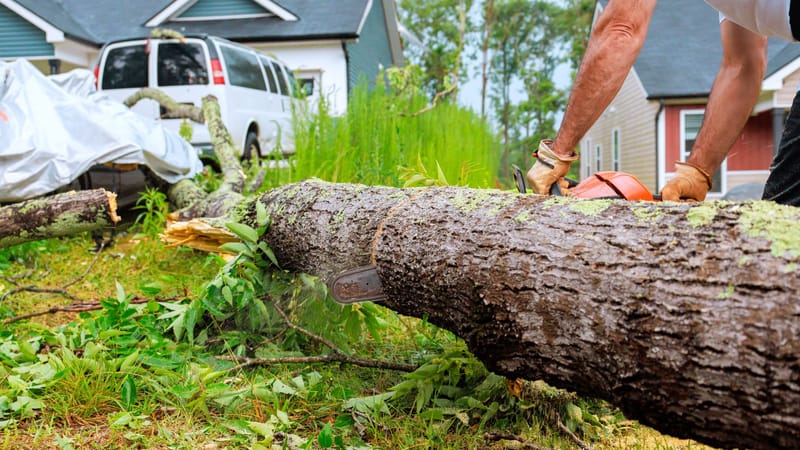 Proactive Tree Care and Fire‑Wise Landscapes for South Lake Tahoe Properties