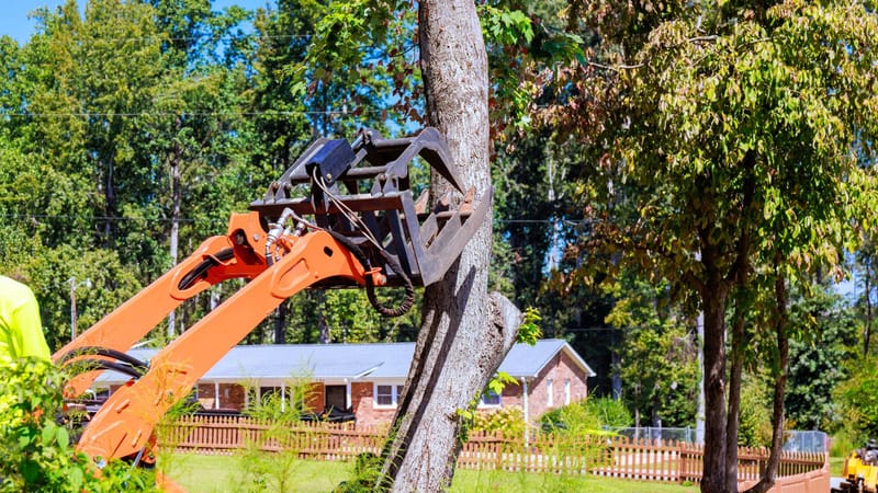 Mountain Forest Care That Protects Homes: Practical Strategies for Safer, Healthier Trees