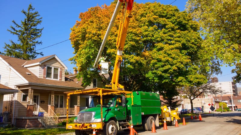 Resilient Tree Care in Mountain Communities