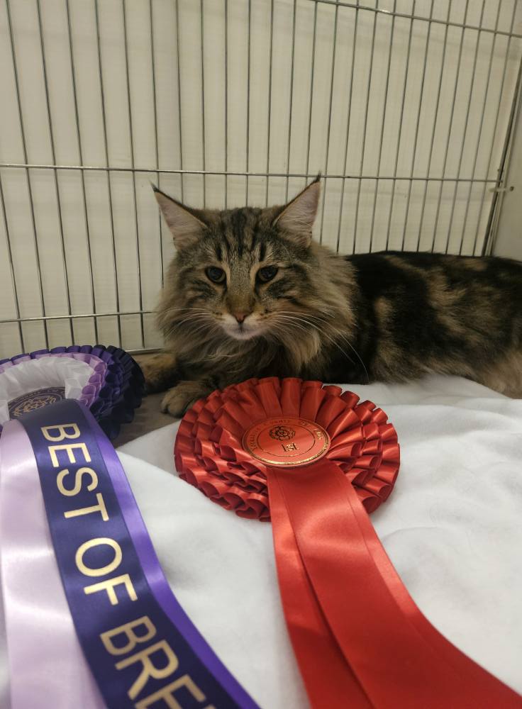 How to enter your cat in a GCCF show