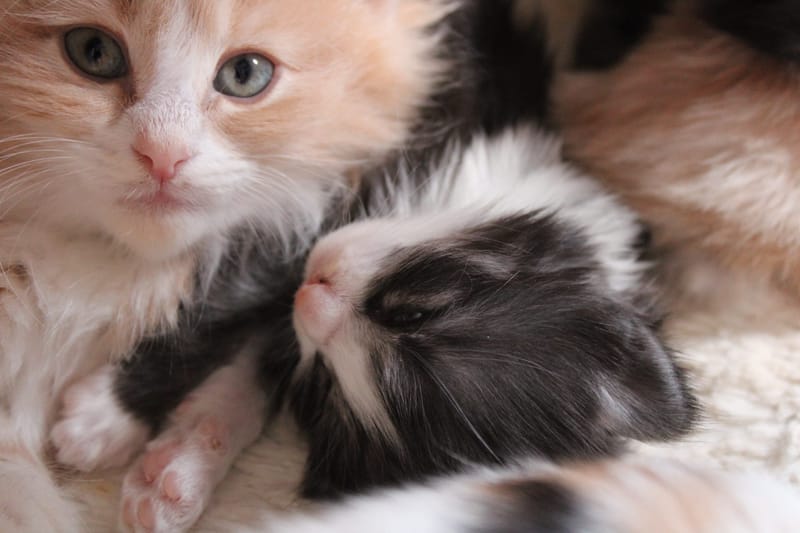 Ground Rules for owners