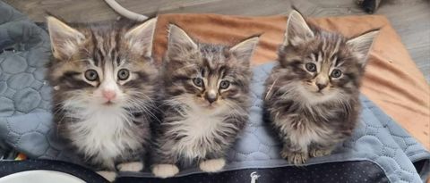 About Norwegian Forest Cats