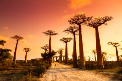 Madagascar Increases 15‑day Tourist e‑Visa Fee