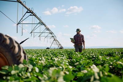 Brazil Takes a Greater Share of Chinese Soybean Purchases from the U.S.