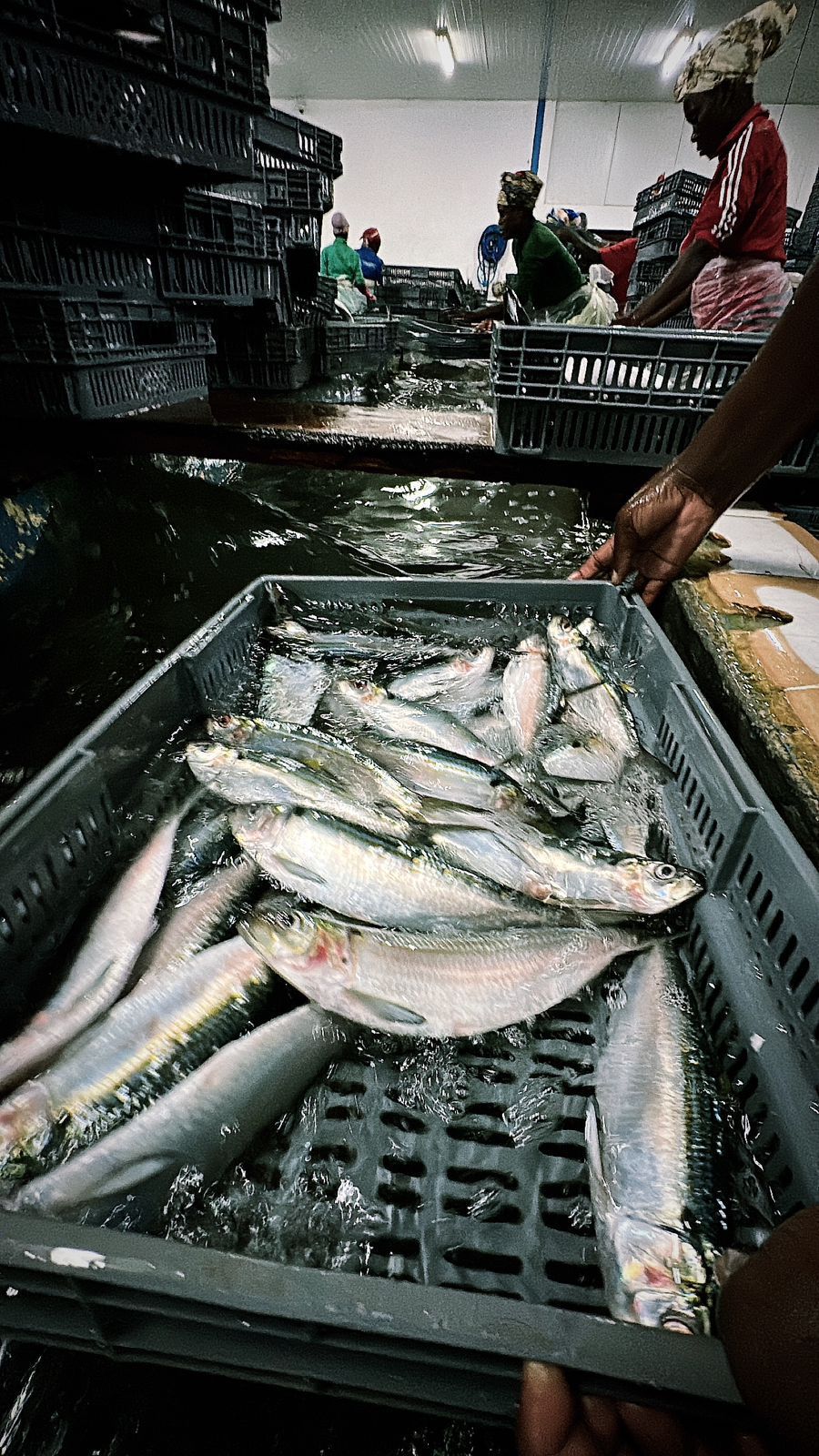 Venda um centro de processamento de pesca.