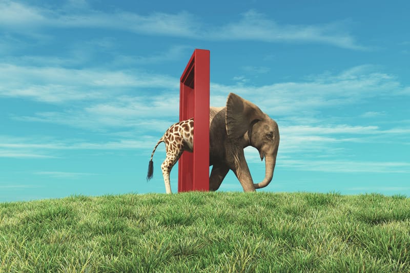 Animal & strange creature dreams