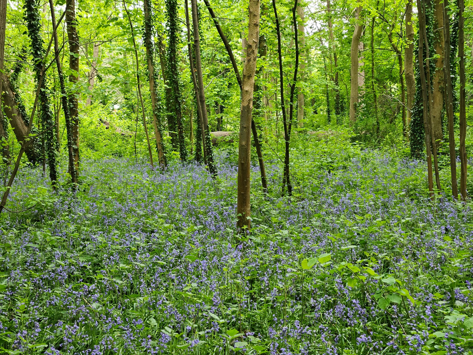LE BOIS DE VAIRES (1) :  l’ancienneté de l’espace naturel