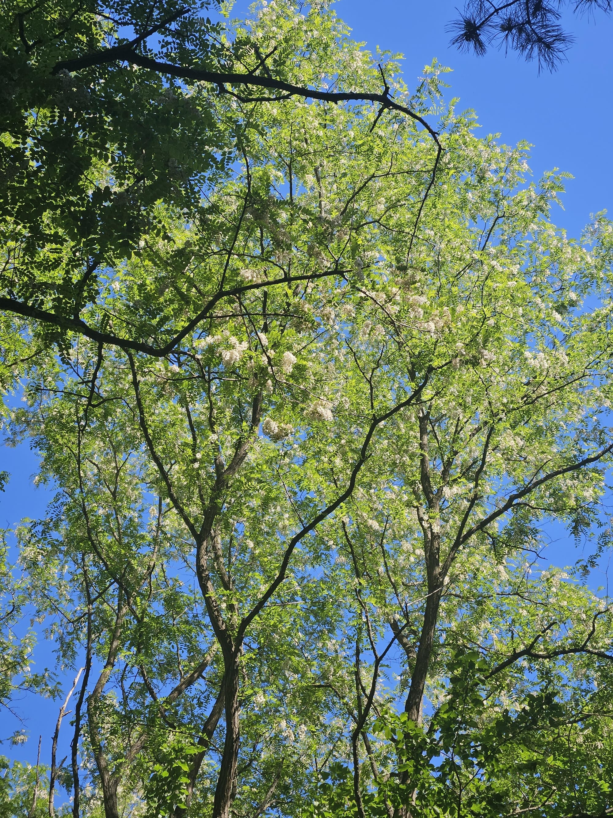 LE BOIS DE VAIRES (2) : la conservation d'un bois privé.