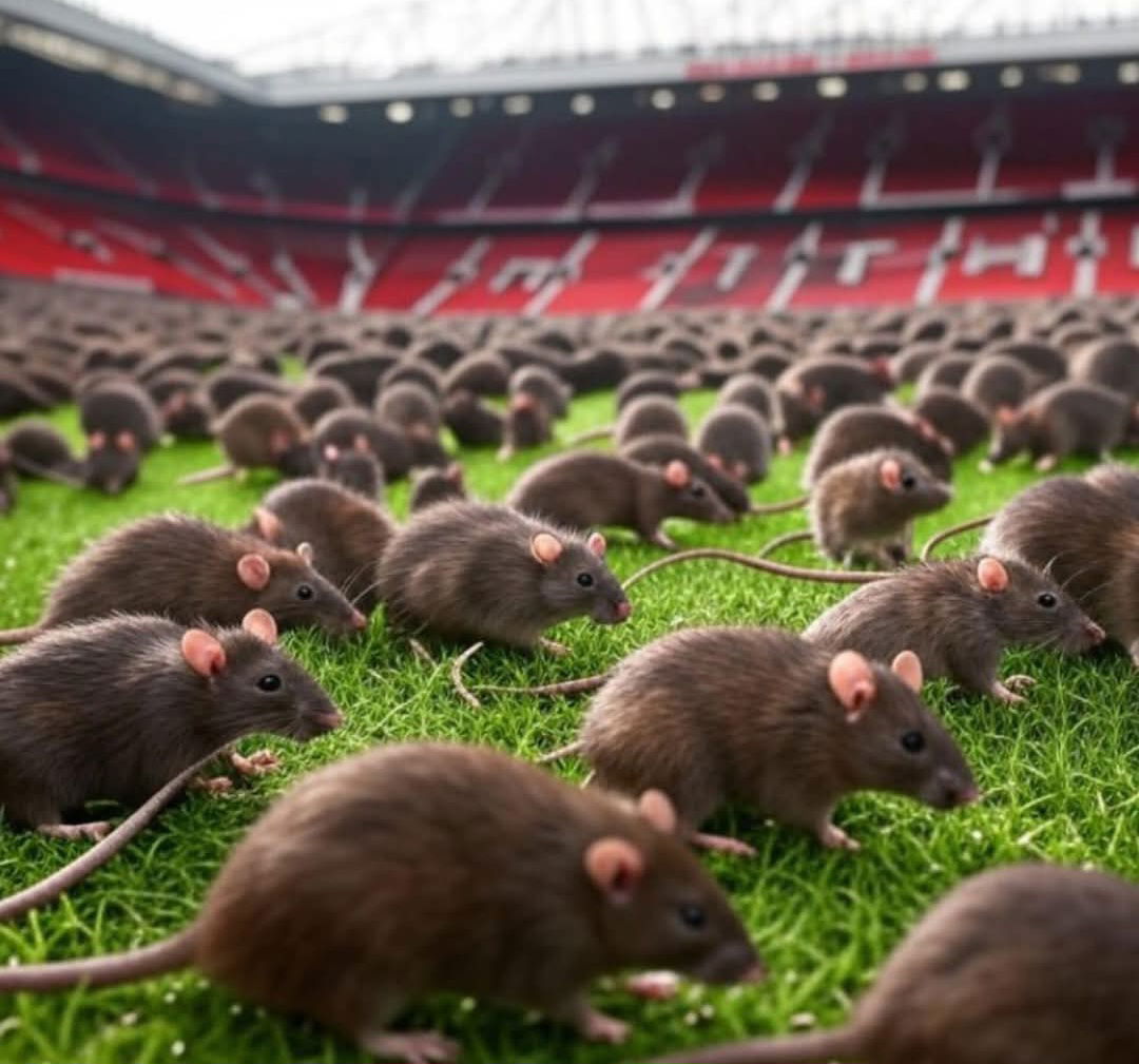 الفئران تغزو "أولد ترافورد"!!!!
