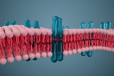 غشاء الخليّة - درس 1 (المبنى والوظيفة)