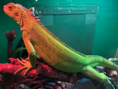 درجة الحرارة واستخلاص الطاقة والنسبة بين مساحة السطح والحجم