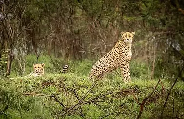 Emdomeni lunge and wild lot