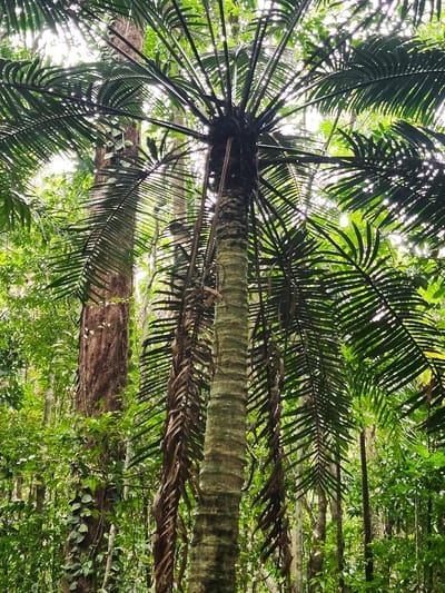 A Visit to Cape Tribulation Beach and a Hike Through the Daintree Rainforest
