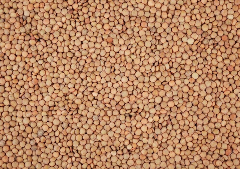 Red lentils