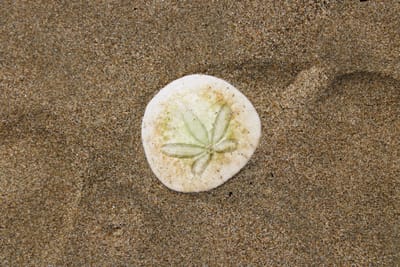 ● Center — Presence (new, optional)I am here. This moment is enough.