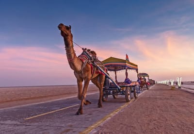 Rann of Kutch Tour Package – Experience India’s White Desert in Style