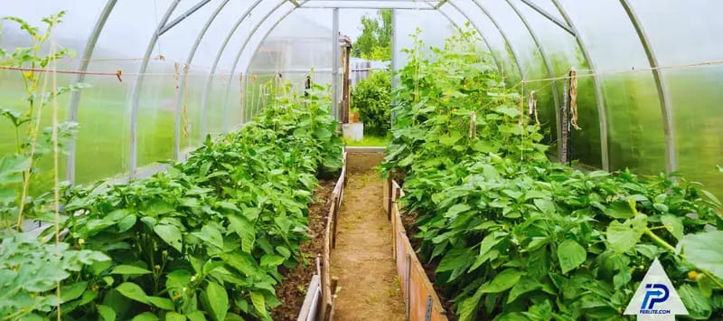 What Is Perlite & How to Sterilize Perlite: An In-Depth Guide for Growers in Oregon and the West Coast