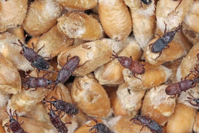 Trusted Pest Control Services for Healthy Living Spaces