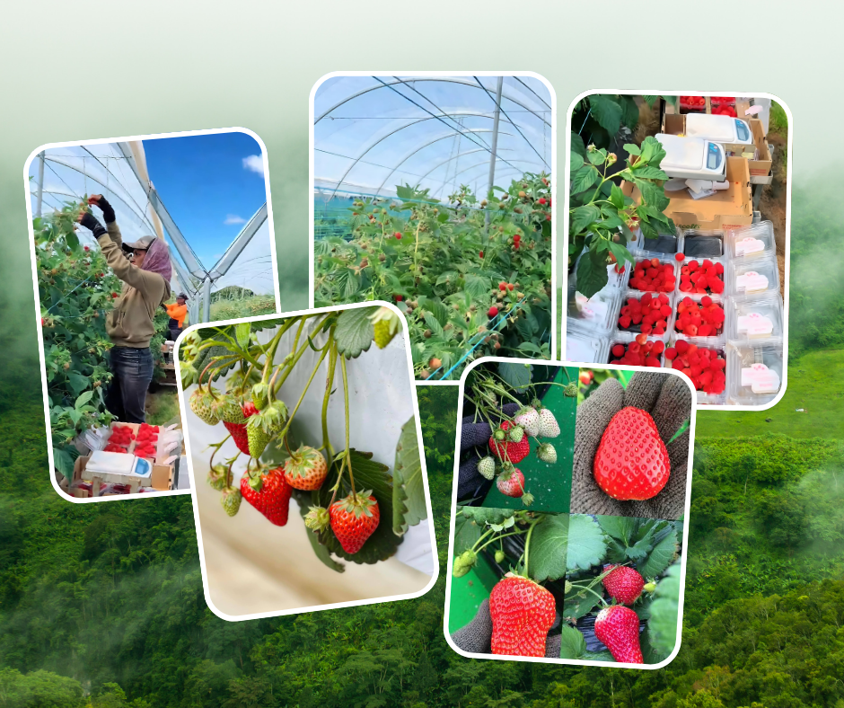 งานสวนประเทศออสเตรเลีย