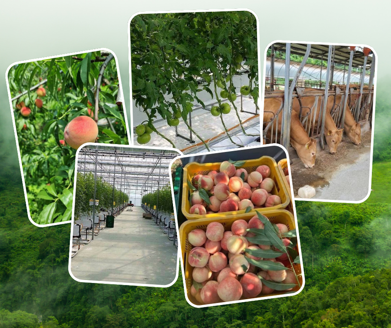 งานประเทศเกาหลีใต้