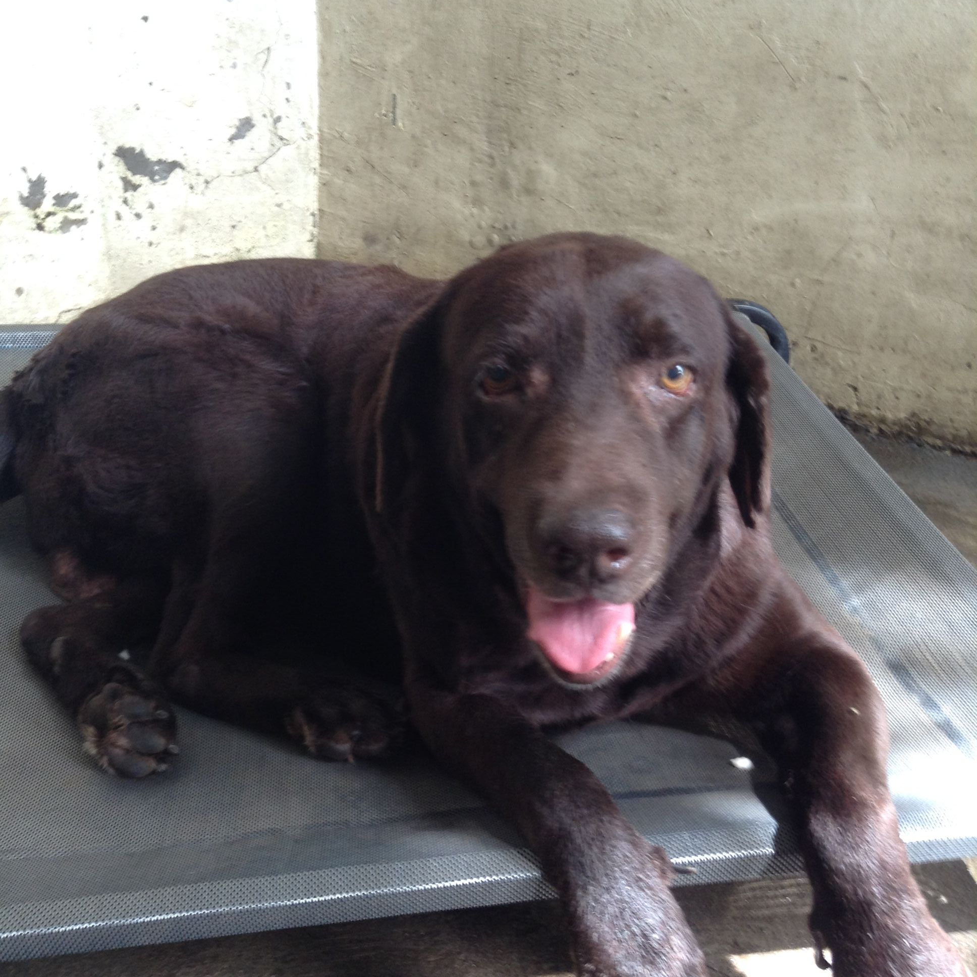 Cancer in a dog: Super Cooper