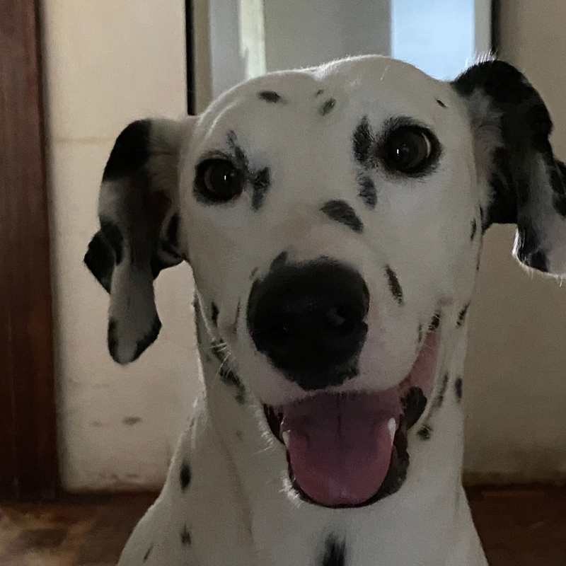 Whimsy's 4th birthday