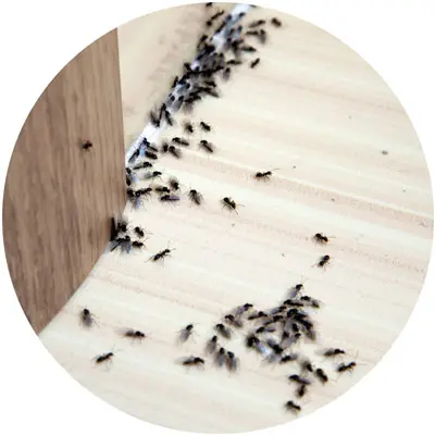 رش المبيدات الحشرية