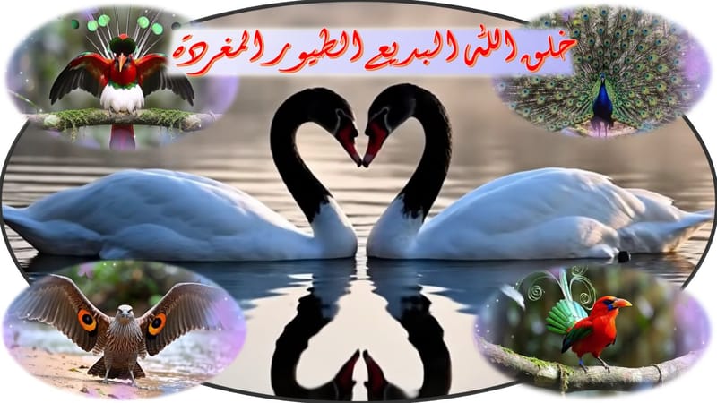 خلق الله البديع ( الطيور المغردة ) thumbnail