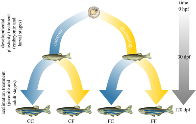 Differential reproductive plasticity under thermal variability in a freshwater fish (Danio rerio)