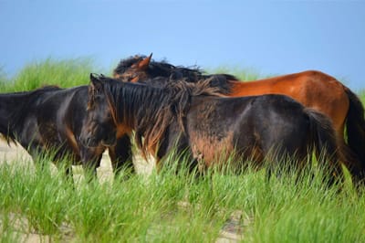 Fences in the Sand: Scientists exploring impacts of horses’ grazing on ‘hidden treasures’ of Sable Island