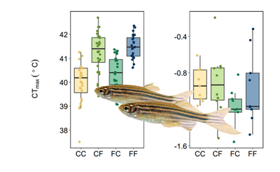 Developmental plasticity in response to thermal variability facilitates enduring physiological tolerance