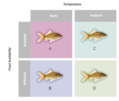 Overwintering Survival of an Invasive Freshwater Fish (Carassius auratus): Individual and Interactive Effects of Temperature and Resource Availability in a Warming Climate
