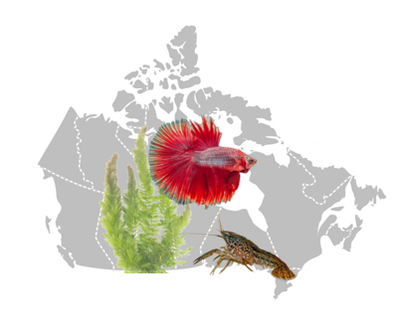 A survey of Canadian aquarium owners: Trends and aquatic invasion risk posed by the aquarium trade